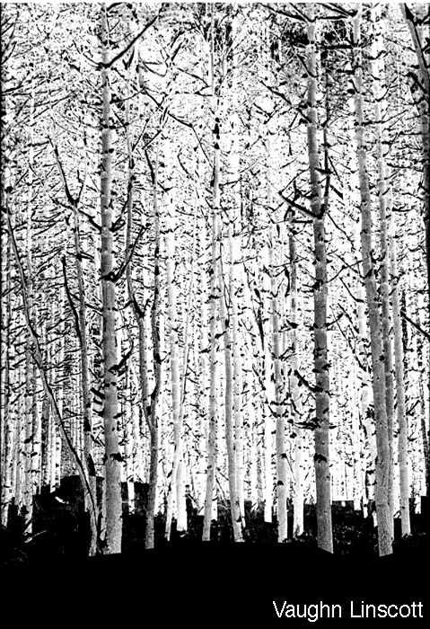 negative trees